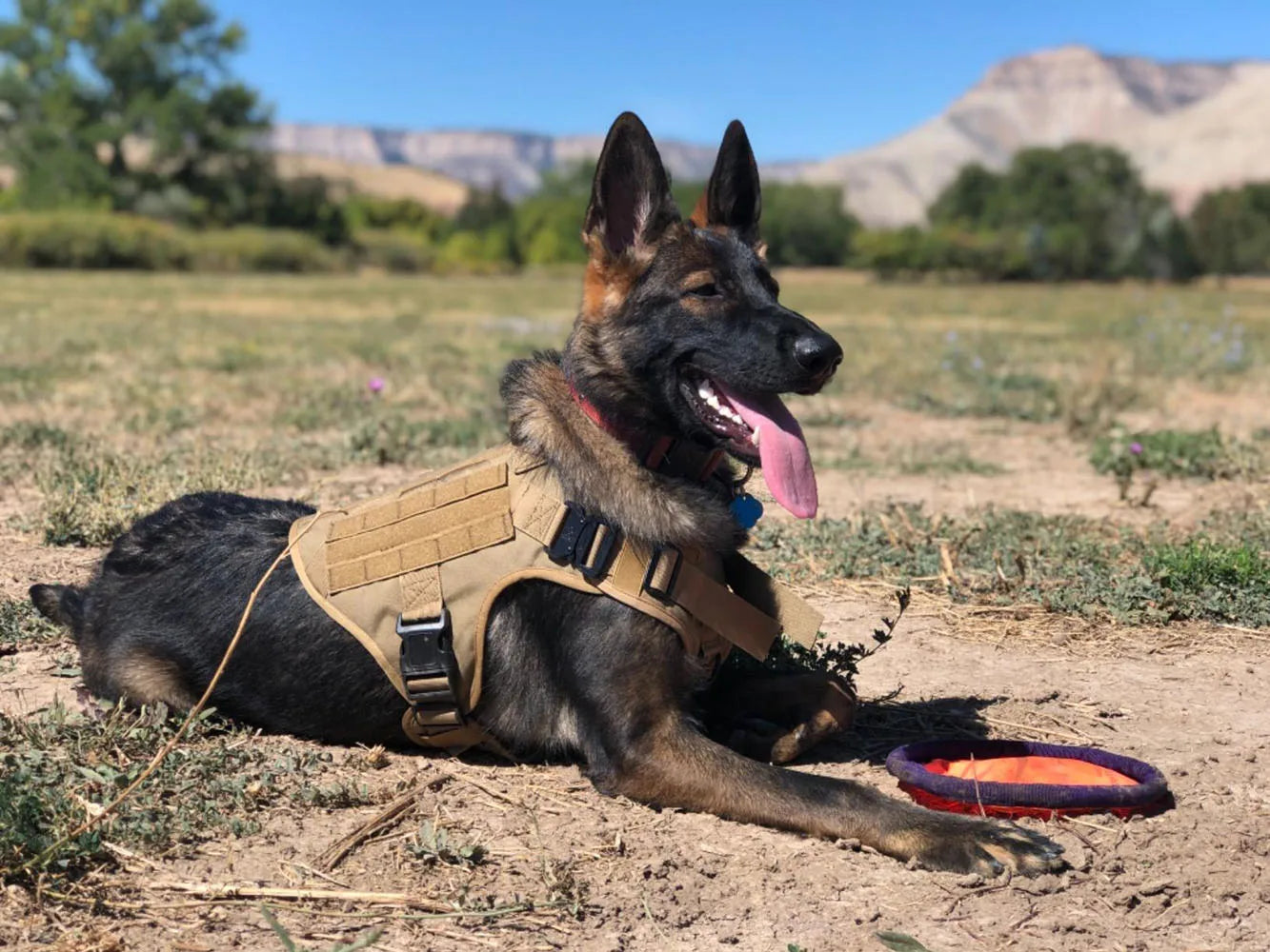 Large Dog Harness, Leash and Collar  with Patches