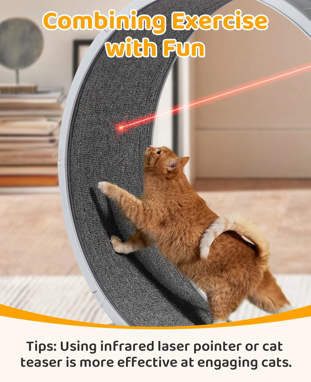 Cat Exercise Wheel