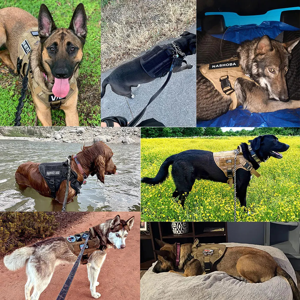 Large Dog Harness, Leash and Collar  with Patches