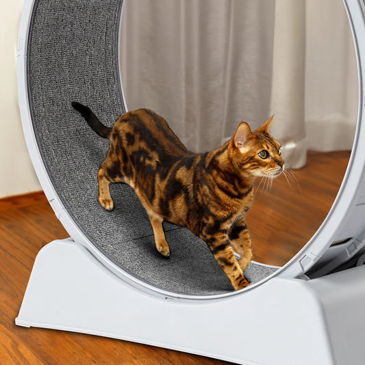 Cat Exercise Wheel